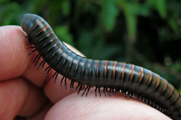 Nằm mơ thấy cuốn chiếu nên đánh đề số mấy