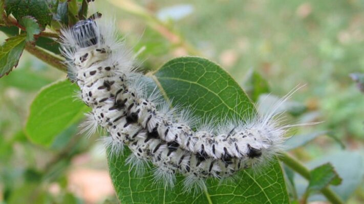 Giải mã giấc mơ thấy sâu bọ là điềm gì? 2 Mơ ngủ thấy sâu nằm trên lá